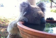 Bebederos, esperanza para la conservación del koala Bebederos, esperanza para la conservación del koala