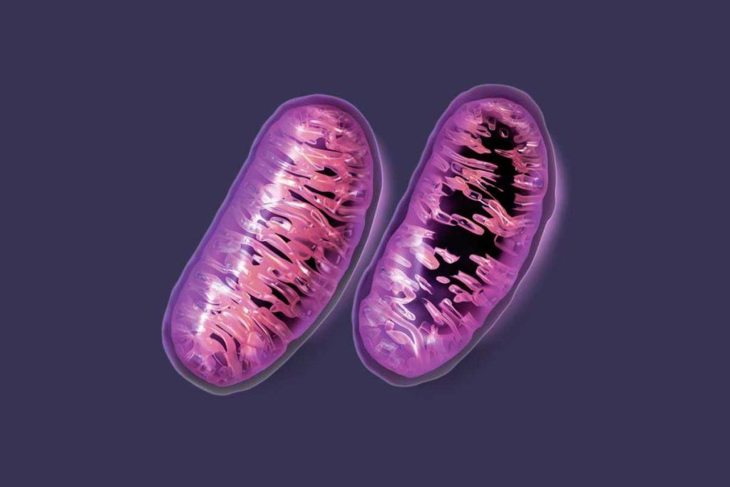 Descubren mitocondrias extracelulares como componente decisivo de la sangre