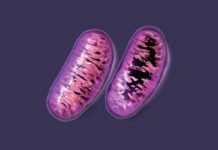 Descubren mitocondrias extracelulares como componente decisivo de la sangre Descubren mitocondrias extracelulares como componente decisivo de la sangre