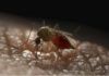 Mosquitos que repelen el virus del dengue Mosquitos que repelen el virus del Dengue