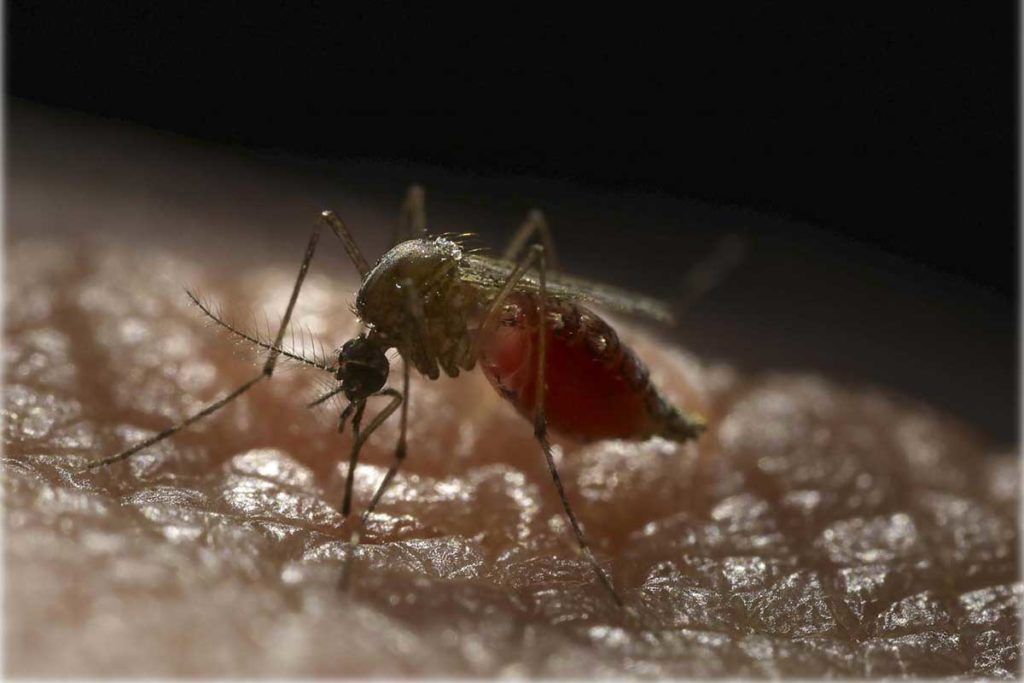 Mosquitos que repelen el virus del Dengue