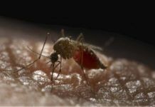Mosquitos que repelen el virus del dengue Mosquitos que repelen el virus del Dengue