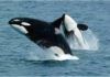 La familia es crucial para la supervivencia de las orcas La familia es crucial para la supervivencia de las orcas