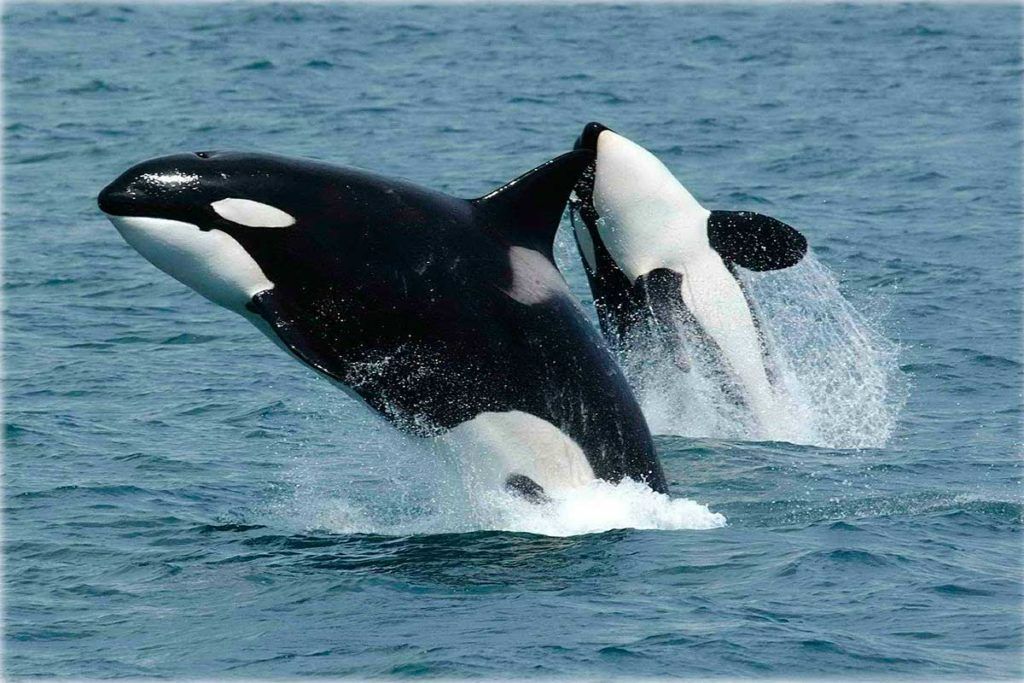 La familia es crucial para la supervivencia de las orcas