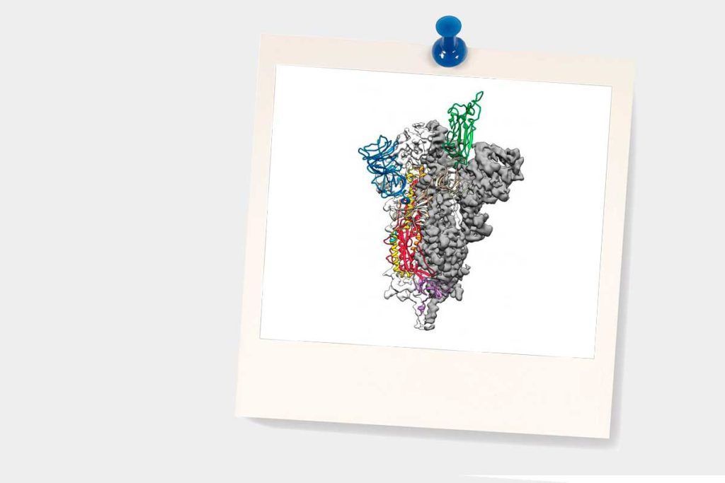 Coronavirus 2019-nCoV: primer mapa 3D a escala atómica allana el camino a posible vacuna