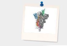 Coronavirus 2019-nCoV: primer mapa 3D a escala atómica allana el camino a posible vacuna Coronavirus 2019-nCoV: primer mapa 3D a escala atómica allana el camino a posible vacuna
