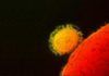 Coronavirus: científicos suecos critican a la OMS Coronavirus: científicos suecos critican a la OMS
