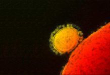 Coronavirus: científicos suecos critican a la OMS Coronavirus: científicos suecos critican a la OMS