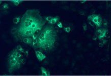 Nueva estrategia contra el coronavirus MERS Nueva estrategia contra el coronavirus MERS