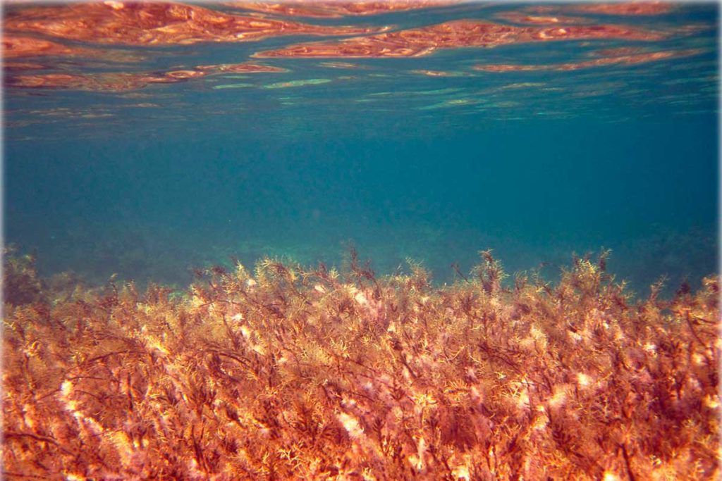 Macroalgas marrones como biocombustible