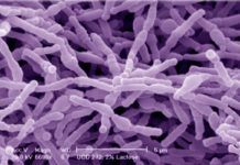 Bifidobacterias, aliadas contra el cáncer Bifidobacterias contra el cáncer