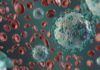 Interferón: Hallazgo clave contra infección por coronavirus Interferón: Hallazgo clave contra infección por coronavirus