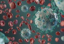 Interferón: Hallazgo clave contra infección por coronavirus Interferón: Hallazgo clave contra infección por coronavirus