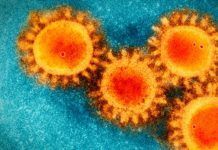 COVID-19: Científicos confirman que su origen es natural COVID-19: Científicos confirman que su origen es natural