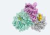 Descifrada la proteína responsable de la replicación del coronavirus, primordial para lograr fármacos Descifrada la proteína responsable de la replicación del coronavirus, primordial para lograr fármacos