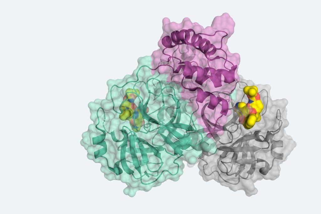 Descifrada la proteína responsable de la replicación del coronavirus, primordial para lograr fármacos