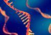 ¿Cómo evolucionan las cepas del nuevo coronavirus? ¿Cómo evolucionan las cepas del nuevo coronavirus?