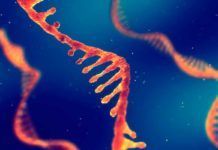 ¿Cómo evolucionan las cepas del nuevo coronavirus? ¿Cómo evolucionan las cepas del nuevo coronavirus?