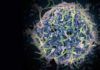 Nueva vacuna contra el Ébola neutraliza los cuatro subtipos Nueva vacuna del Ébola neutraliza los cuatro subtipos