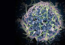 Nueva vacuna contra el Ébola neutraliza los cuatro subtipos Nueva vacuna del Ébola neutraliza los cuatro subtipos