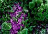 Así mata el nuevo coronavirus