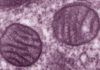 Mitocondrias, nueva clave en Alzheimer Mitocondrias, nueva clave en Alzheimer