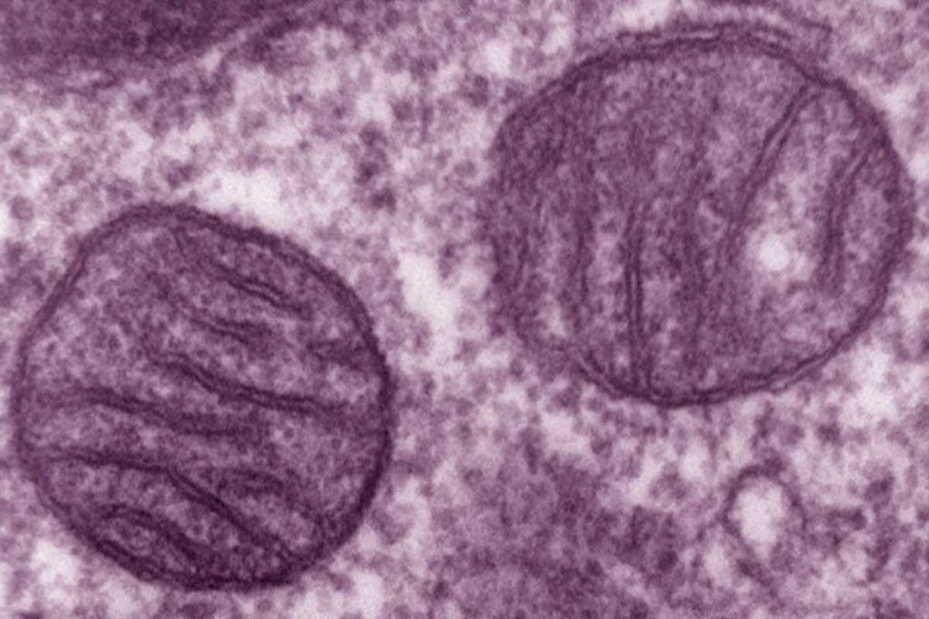 Mitocondrias, nueva clave en Alzheimer