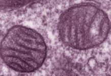 Mitocondrias, nueva clave en Alzheimer Mitocondrias, nueva clave en Alzheimer