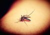 Prueban con éxito una posible vacuna contra la malaria Prueban con éxito una posible vacuna contra la malaria
