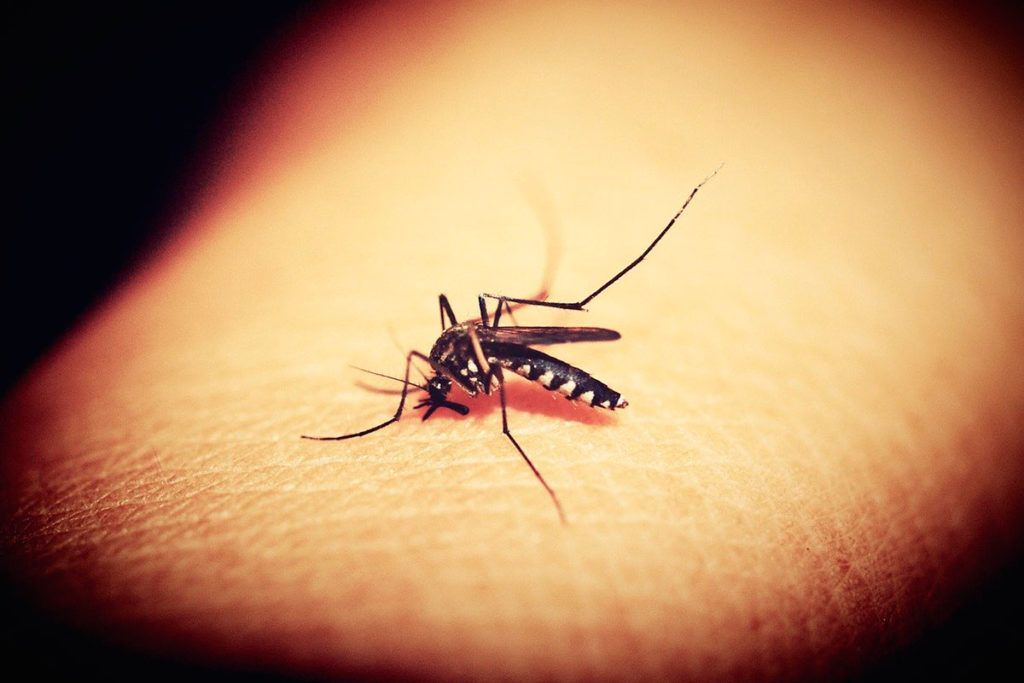 Prueban con éxito una posible vacuna contra la malaria