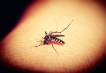 Prueban con éxito una posible vacuna contra la malaria Prueban con éxito una posible vacuna contra la malaria