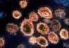 Detectan 200 mutaciones genéticas recurrentes en el coronavirus Detectan 200 mutaciones genéticas recurrentes en el coronavirus