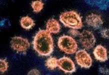 Detectan 200 mutaciones genéticas recurrentes en el coronavirus Detectan 200 mutaciones genéticas recurrentes en el coronavirus