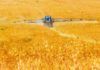 Vinculan celiaquía con contaminantes químicos Vinculan celiaquía con contaminantes químicos