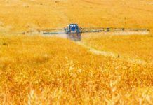 Vinculan celiaquía con contaminantes químicos Vinculan celiaquía con contaminantes químicos