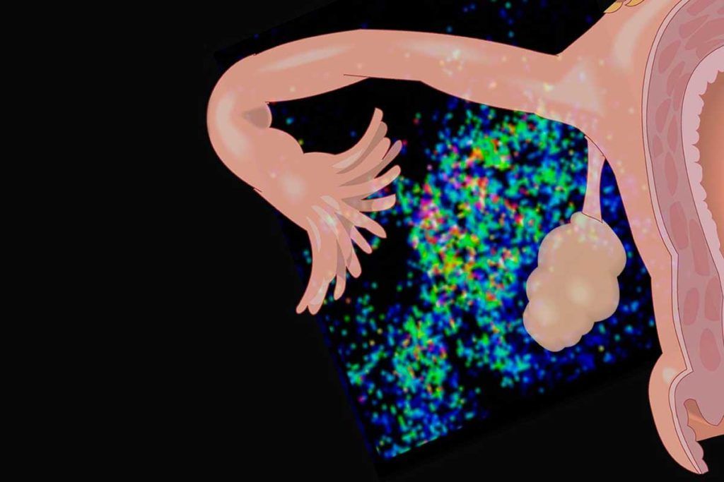 La trompa de Falopio arroja luz para combatir el cáncer de ovario
