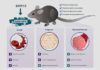BAM 15, la proteína que puede combatir la obesidad BAM 15, la proteína que puede combatir la obesidad