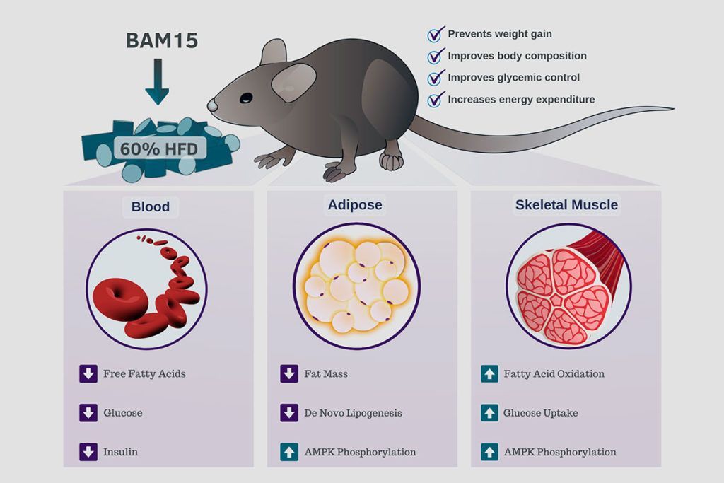 BAM 15, la proteína que puede combatir la obesidad