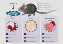 BAM 15, la proteína que puede combatir la obesidad BAM 15, la proteína que puede combatir la obesidad