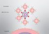 Interceptan la infección por coronavirus con ‘nanoesponjas’ Interceptan la infección por coronavirus con ‘nanoesponjas’