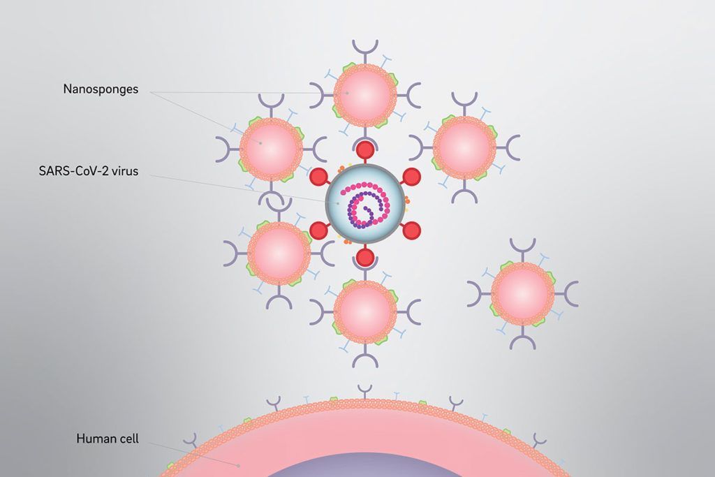 Interceptan la infección por coronavirus con ‘nanoesponjas’
