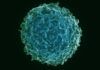 ‘Prime’, las células que detectan brotes de artritis ‘Prime’, las células que detectan brotes de artritis