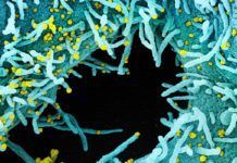 Harvard elabora retrato del nuevo coronavirus Harvard presenta retrato del nuevo coronavirus