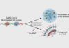 Una proteína ayuda al nuevo coronavirus a propagarse rápidamente a través de las células Una proteína ayuda al nuevo coronavirus a propagarse rápidamente a través de las células