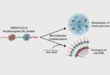 Una proteína ayuda al nuevo coronavirus a propagarse rápidamente a través de las células Una proteína ayuda al nuevo coronavirus a propagarse rápidamente a través de las células