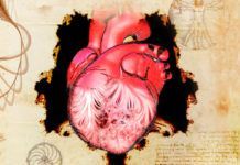 Leonardo adelantó hace 500 años las estructuras moleculares internas del corazón Leonardo da Vinci adelantó hace 500 años las estructuras moleculares internas del corazón