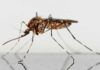Células inmunes de mosquitos, clave contra la malaria Células inmunes de mosquitos, clave contra la malaria
