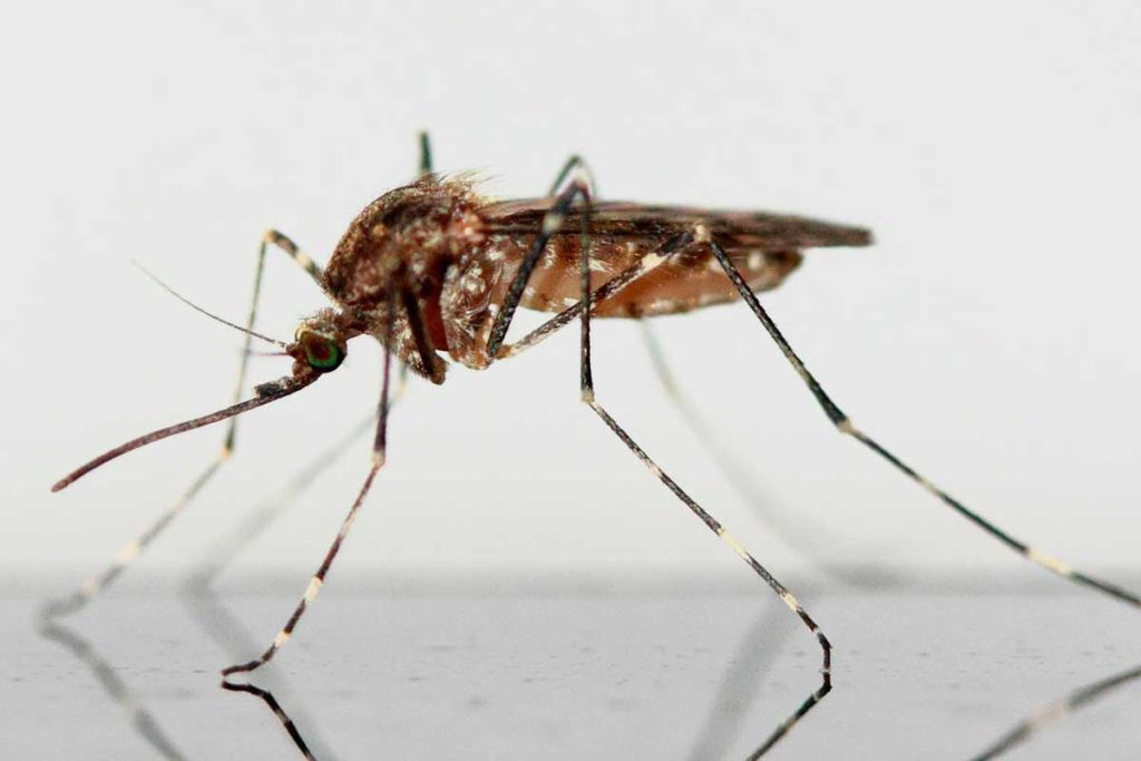 Células inmunes de mosquitos, clave contra la malaria