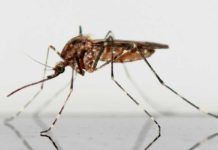 Células inmunes de mosquitos, clave contra la malaria Células inmunes de mosquitos, clave contra la malaria