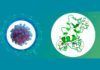 Nueva estrategia antiviral para Covid-19 Nueva estrategia antiviral para Covid-19